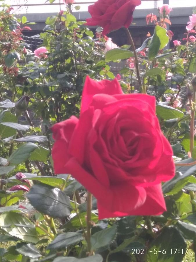 Alle Rose Barcolane Trieste Luaran gambar